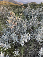 Eriodictyon tomentosum