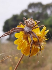 Backobourkia