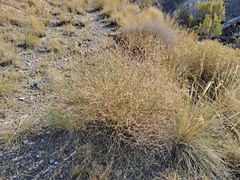 Centaurea virgata squarrosa