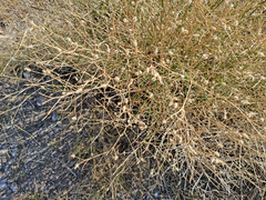 Centaurea virgata squarrosa