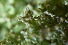 Tremella cladoniae