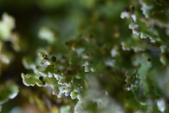Tremella cladoniae