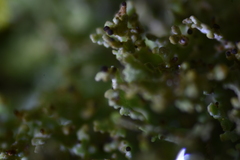 Tremella cladoniae