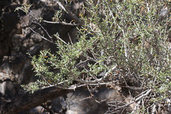 Cercocarpus ledifolius intermontanus