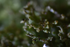 Tremella cladoniae