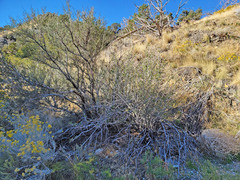 Cercocarpus ledifolius intermontanus