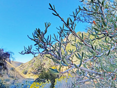 Cercocarpus ledifolius intermontanus