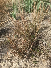 Ephedra major
