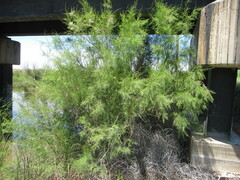 Tamarix chinensis
