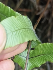 Cranfillia deltoides