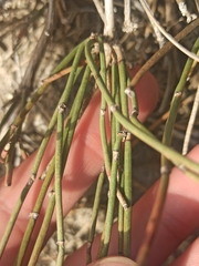 Ephedra major