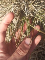 Ephedra major