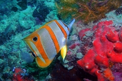 Chelmon rostratus