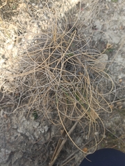 Macrochloa tenacissima