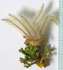 Cercocarpus ledifolius intermontanus