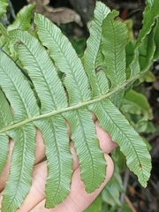 Cranfillia deltoides