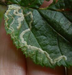 Stigmella floslactella