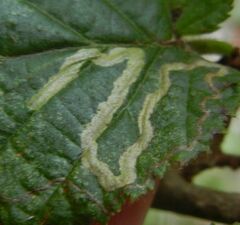 Stigmella floslactella