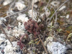 Sedum gypsicola