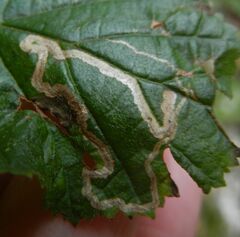 Stigmella floslactella