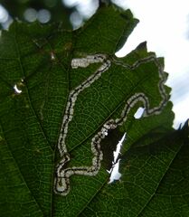 Stigmella floslactella