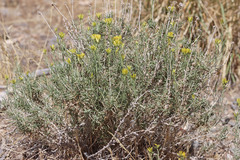 Chrysothamnus viscidiflorus puberulus