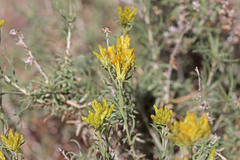Chrysothamnus viscidiflorus puberulus