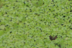 Lemna aequinoctialis