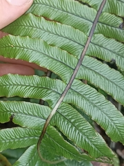 Cranfillia deltoides