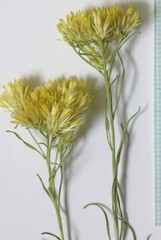 Chrysothamnus viscidiflorus puberulus