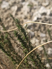 Lepidium subulatum