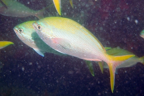 Yellowtail Fusilier