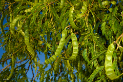 Parapiptadenia rigida