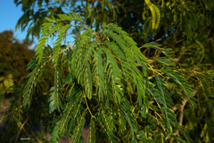 Parapiptadenia rigida