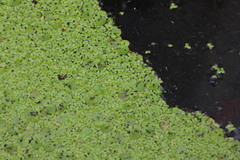 Lemna aequinoctialis