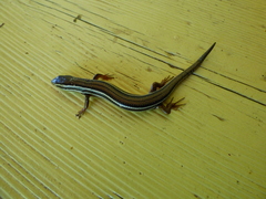 Aspronema dorsivittatum