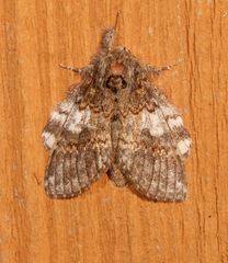Peridea angulosa