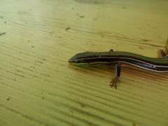 Aspronema dorsivittatum