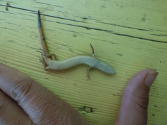 Aspronema dorsivittatum