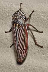 Cuerna costalis