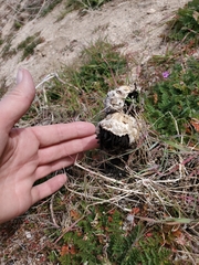 Montagnea arenaria