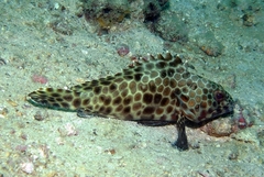 Epinephelus quoyanus
