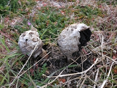 Montagnea arenaria