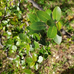 Quercus wislizeni
