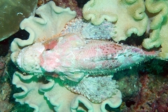 Scorpaenopsis oxycephalus