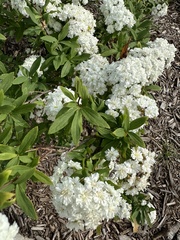 Spiraea cantoniensis
