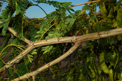 Parapiptadenia rigida