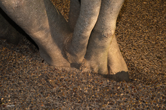 Parapiptadenia rigida