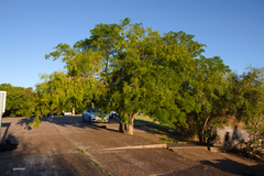 Parapiptadenia rigida