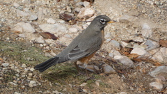 Turdus migratorius